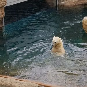 Meet your Posher, Susie